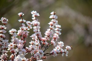 杏树为什么只开花不结果