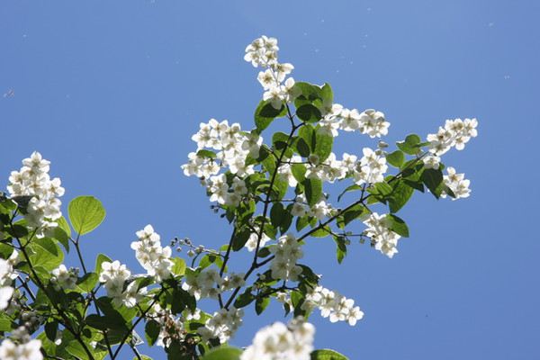 山梅花的养殖方法