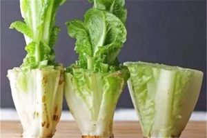 她去菜市场买了几棵菜,竟然吃了一夏天 - 百花海
