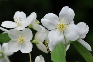 山梅花的价值是什么