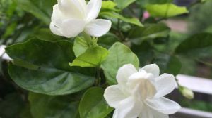 茉莉花什么时候修剪整枝最好