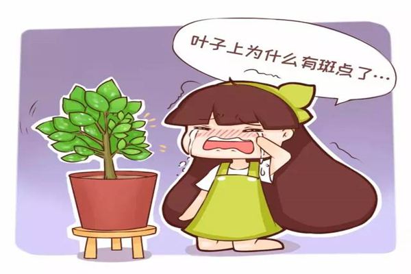叶子斑斑点点的,赶紧治,否则花全部死 叶子斑斑点点的,赶紧治,否则花全部死