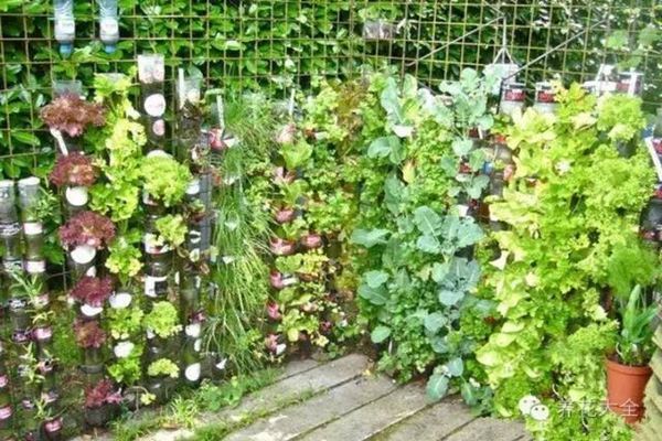 养花种菜谁还花钱,1个塑料瓶就搞定! 养花种菜谁还花钱,1个塑料瓶就搞定!