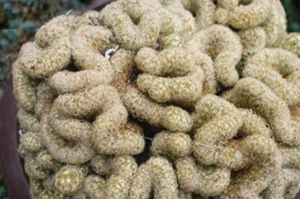 多肉不光有小清新,更有丑八怪,看了就想吐 - 百花海