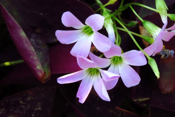 观果植物冬季怎么养护 观果植物冬季怎么养护