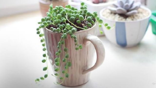 佛珠干瘪了怎么办? 佛珠干瘪了怎么办?