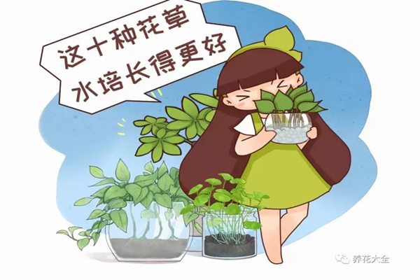 这10种花草水培长得更好，别傻到只会土养了！