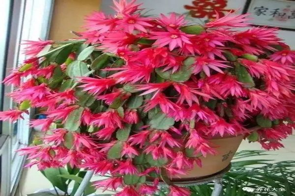 养花人最爱的3种黄金土,用它们养花,再也不施肥! 养花人最爱的3种黄金土,用它们养花,再也不施肥!