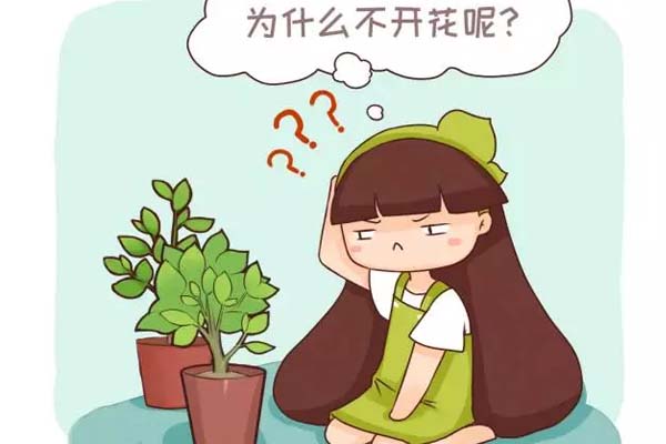 家庭养花不开花怎么办？盘点常见12种花卉促花方法！