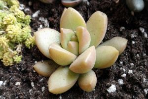 黄丽怎么浇水，这么浇长得又大又好！