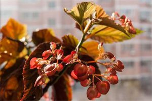 竹节海棠怎么施肥