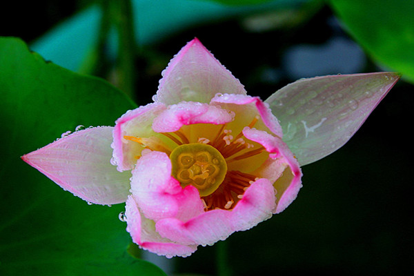 迎宾芙蓉怎么繁殖 迎宾芙蓉怎么繁殖