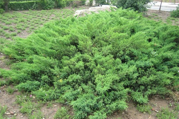 铺地柏怎么繁殖 铺地柏怎么繁殖