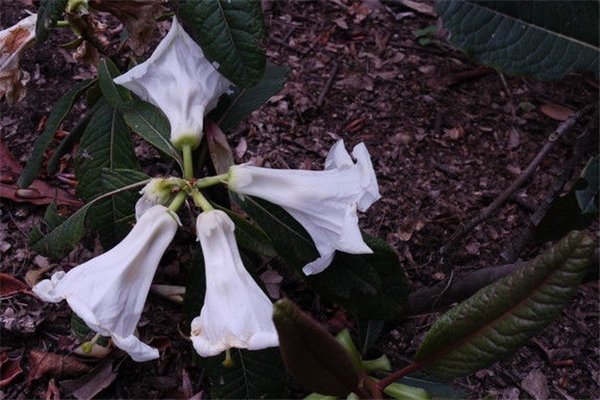 百合花杜鹃的病虫害防治