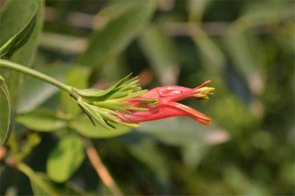 鳄嘴花怎么繁殖