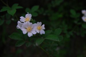 野蔷薇花怎么繁殖