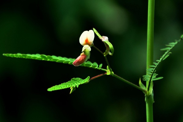 豆茶决明的播种方法