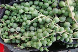 珍珠吊兰什么时候开花