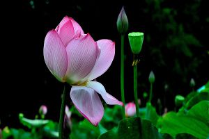 怎么样在家里养荷花