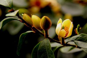 含笑花开花后怎么办