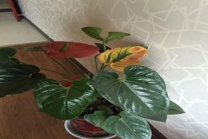 红掌掉叶子怎么办