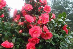 茶花受冻后怎么办