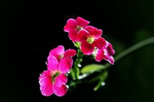 长寿花多久浇一次水