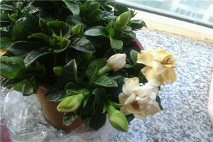 栀子花花蕾发黑脱落怎么办
