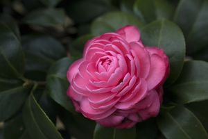 茶花能养在室内吗