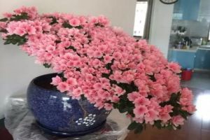 100年的杜鹃开花千朵，15年的三角梅8层楼高，咋养的？
