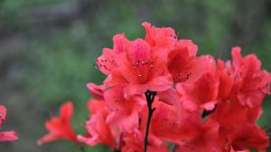 杜鹃花叶子发黑怎么办