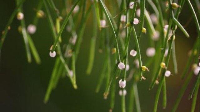 丝苇属植物怎么养殖