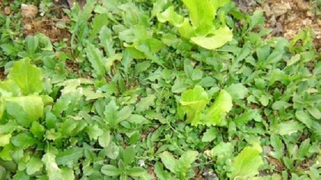 地菜的功效 地菜的功效