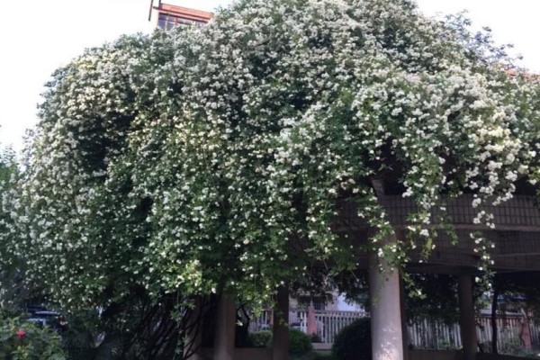 他的花“成精”了,个头蹿得比人高!到底咋养的? 他的花“成精”了,个头蹿得比人高!到底咋养的?