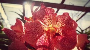 兰花用什么花盆好