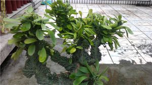 仙人掌的养殖方法和注意事项