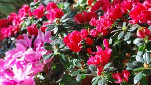 杜鹃花怎么养