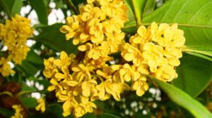 桂花怎么养才长得好