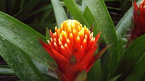 鸿运当头怎么养