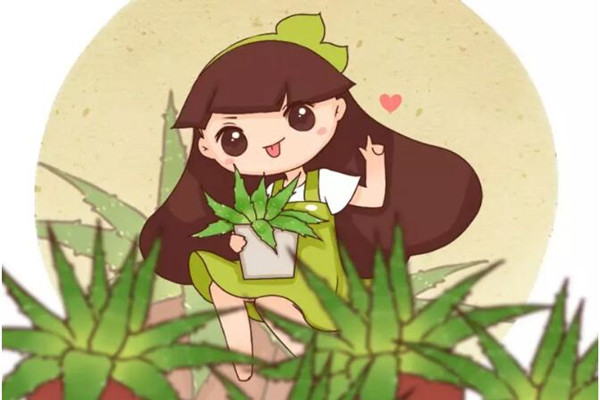 这5种花脸皮太厚,不用管就能活十几年,还能净化空气! 这5种花脸皮太厚,不用管就能活十几年,还能净化空气!