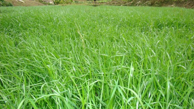 黑麦草种植方法