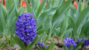 怎样栽培风信子