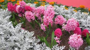 风信子用土怎么养