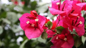 三角梅一年能开几次花