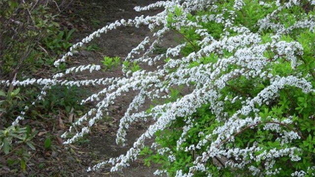 喷雪花怎么种