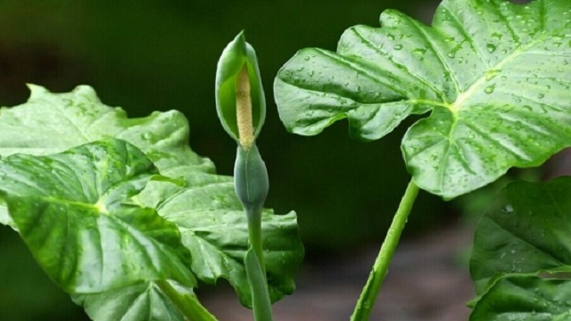 滴水观音和芋头的区别