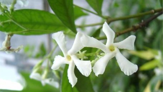 银丝茉莉什么时候开花 银丝茉莉什么时候开花