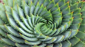 芦荟开花后真的会死吗