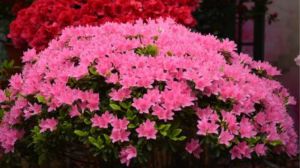 杜鹃花花期