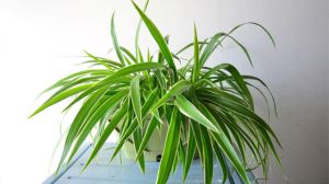 吊兰夏天怎么养